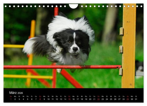 Produktbild: Border Collie 2026 (Wandkalender 2026 DIN A4 quer), CALVENDO Monatskalender