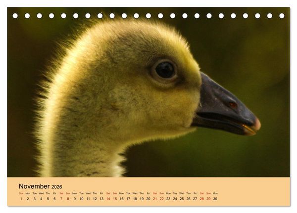 Produktbild: Our farm animals (Desk Calendar 2026 DIN A5 landscape), CALVENDO 12 Month DeskCalendar