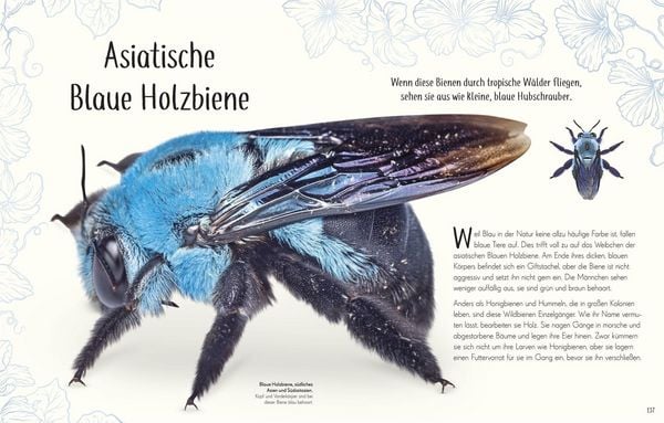 Produktbild: Wundervolle Welt der Insekten und Spinnentiere