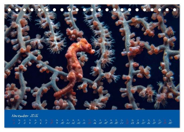 Produktbild: Meer sehen - Abenteuer Tauchen (Tischkalender 2026 DIN A5 quer), CALVENDO Monatskalender