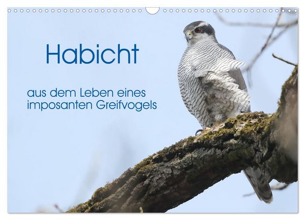 Produktbild: Habicht - aus dem Leben eines imposanten Greifvogels (Wandkalender 2026 DIN A3 quer), CALVENDO Monatskalender