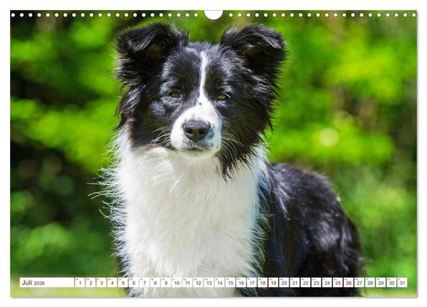 Produktbild: Border Collie - Das Universalgenie unter den Hunden (Wandkalender 2026 DIN A3 quer), CALVENDO Monatskalender
