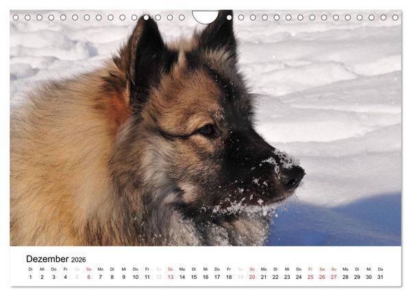 Produktbild: Der Wolfsspitz (Wandkalender 2026 DIN A4 quer), CALVENDO Monatskalender