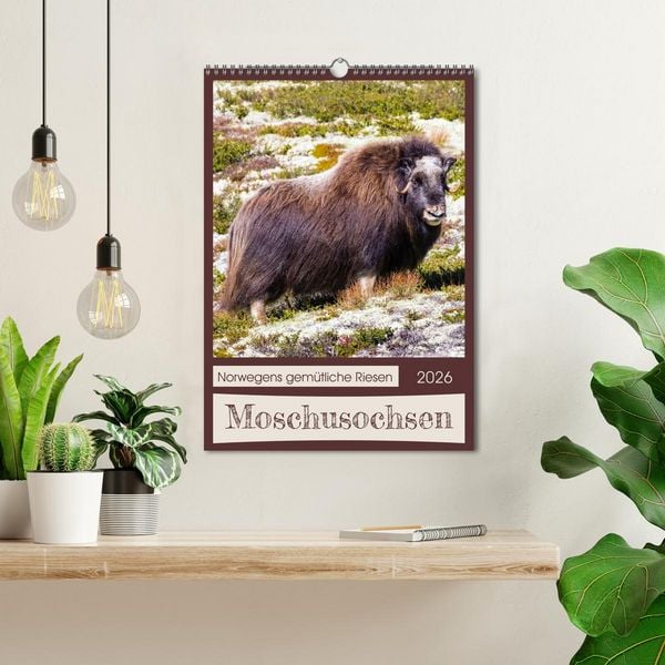 Produktbild: Moschusochsen - Norwegens gem&uuml;tliche Riesen (Wandkalender 2026 DIN A3 hoch), CALVENDO Monatskalender