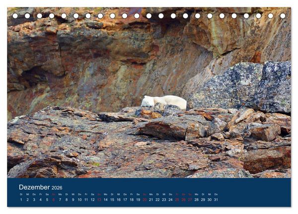Produktbild: Das Leben der etwas "anderen" Eisb&auml;ren! (Tischkalender 2026 DIN A5 quer), CALVENDO Monatskalender