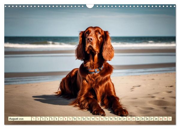 Produktbild: Irish Setter - pure grace (Wall Calendar 2026 DIN A3 landscape), CALVENDO 12 Month Wall Calendar