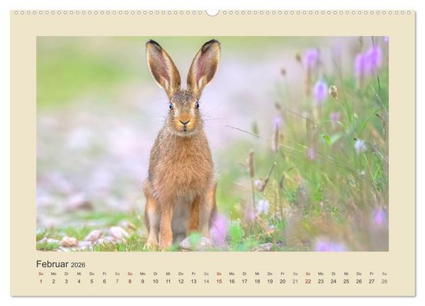 Produktbild: Tiere im Wald. Bezaubernde Begegnungen (hochwertiger Premium Wandkalender 2026 DIN A2 quer), Kunstdruck in Hochglanz