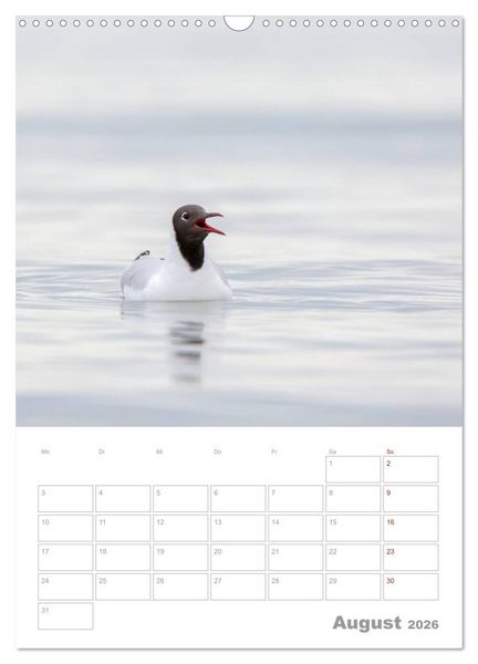 Produktbild: M&ouml;wen - die V&ouml;gel der K&uuml;ste (Wandkalender 2026 DIN A3 hoch), CALVENDO Monatskalender
