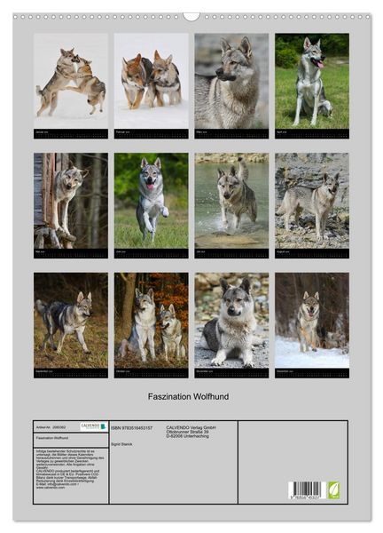 Produktbild: Faszination Wolfhund (Wandkalender 2026 DIN A2 hoch), CALVENDO Monatskalender