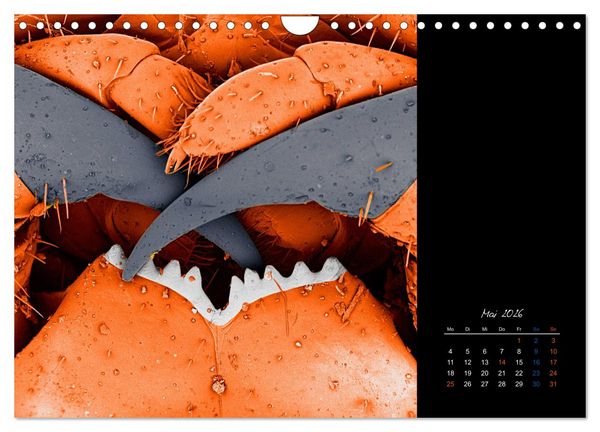 Produktbild: strucTEMs Mikrowelt - Winzige Nachbarn ganz gro&szlig; (Wandkalender 2026 DIN A4 quer), CALVENDO Monatskalender