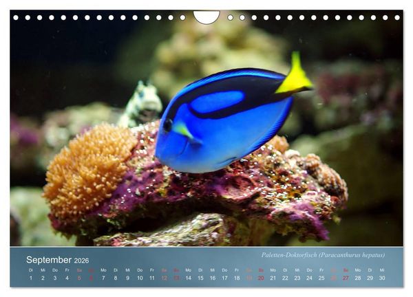Produktbild: Riffbewohner - Bunte Fische, Anemonen und noch viel mehr (Wandkalender 2026 DIN A4 quer), CALVENDO Monatskalender