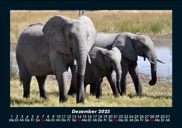 Produktbild: Elefanten - Die sanften Riesen Afrikas 2025 Fotokalender DIN A5