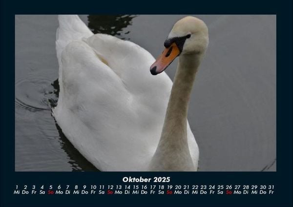 Produktbild: Welt der V&ouml;gel 2025 Fotokalender DIN A4
