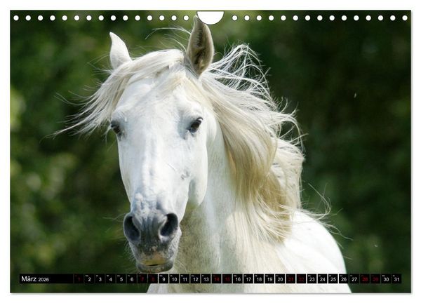 Produktbild: Dein Freund, dein Pferd (Wandkalender 2026 DIN A4 quer), CALVENDO Monatskalender