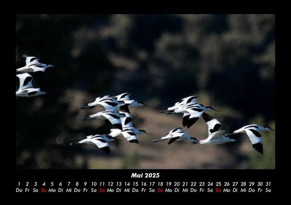 Produktbild: M&ouml;wen 2025 Fotokalender DIN A3
