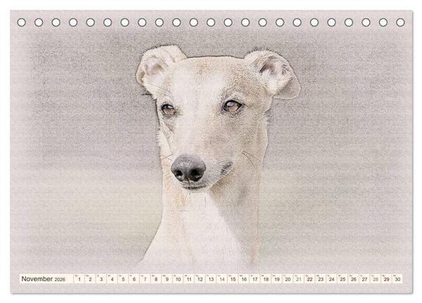 Produktbild: Windhunde 2026 (Tischkalender 2026 DIN A5 quer), CALVENDO Monatskalender