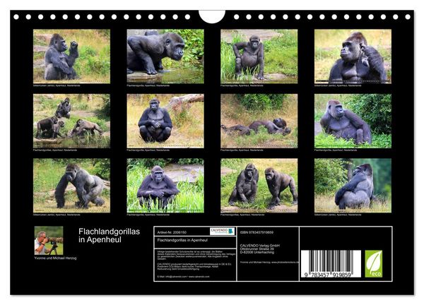 Produktbild: Flachlandgorillas in Apenheul (Wandkalender 2026 DIN A4 quer), CALVENDO Monatskalender