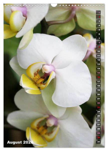 Produktbild: Phalaenopsis - Sch&ouml;ne Schmetterlingsorchideen (Wandkalender 2026 DIN A3 hoch), CALVENDO Monatskalender