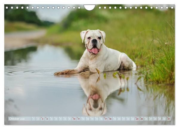 Produktbild: Gut - besser - Boxer (Wandkalender 2026 DIN A4 quer), CALVENDO Monatskalender