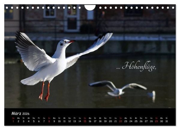 Produktbild: Gut gelaunt durch's Rentenjahr (Wandkalender 2026 DIN A4 quer), CALVENDO Monatskalender