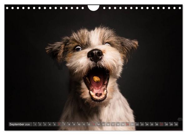 Produktbild: Fang das Leckerlie (Wandkalender 2026 DIN A4 quer), CALVENDO Monatskalender