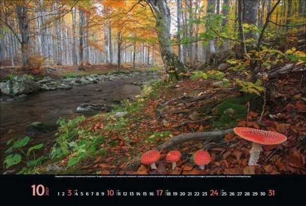 Produktbild: Magische W&auml;lder 2027