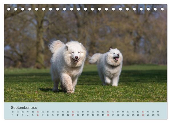 Produktbild: Samojeden - Liebenswerte Fellkugeln (Tischkalender 2026 DIN A5 quer), CALVENDO Monatskalender