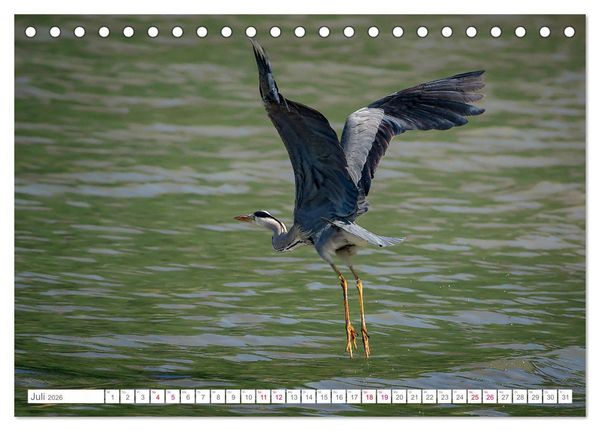 Produktbild: Vogelwelt am Bodensee 2026 (Tischkalender 2026 DIN A5 quer), CALVENDO Monatskalender
