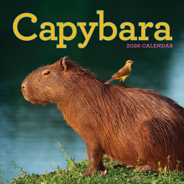 Produktbild: Capybara Wall Calendar 2026