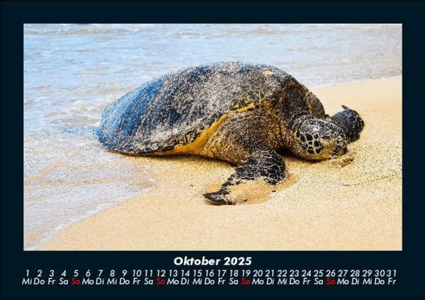 Produktbild: Schildkr&ouml;tenzauber 2025 Fotokalender DIN A5