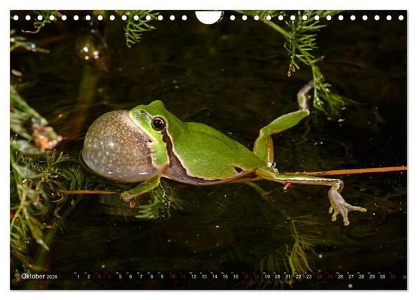 Produktbild: Heimische Amphibien (Wandkalender 2026 DIN A4 quer), CALVENDO Monatskalender