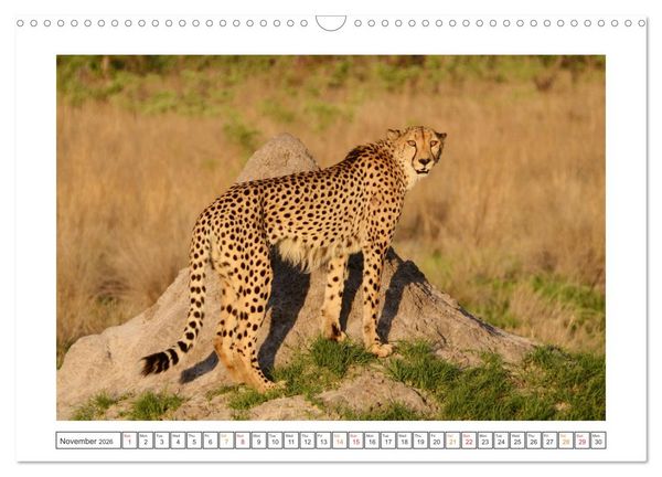 Produktbild: African Big Cats (Wall Calendar 2026 DIN A3 landscape), CALVENDO 12 Month Wall Calendar