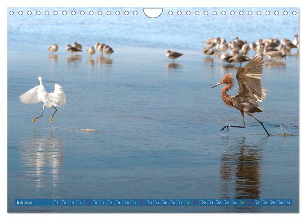 Produktbild: R&ouml;telreiher und Schmuckreiher (Wandkalender 2026 DIN A4 quer), CALVENDO Monatskalender
