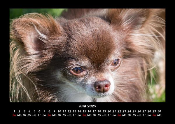Produktbild: Hundezauber 2025 Fotokalender DIN A3