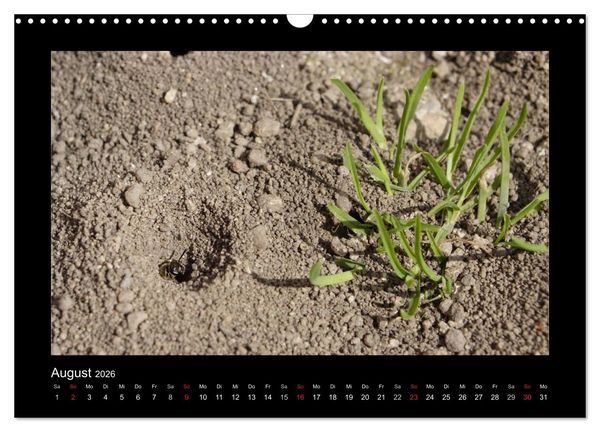 Produktbild: Die Wildbienen Deutschlands (Wandkalender 2026 DIN A3 quer), CALVENDO Monatskalender