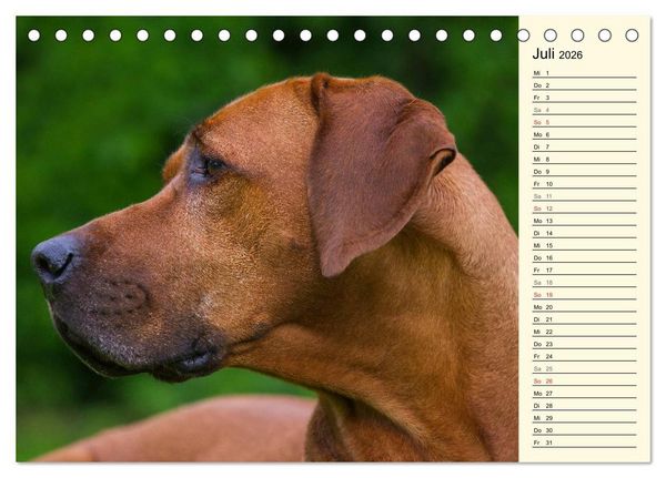 Produktbild: Rhodesian Ridgeback 2026 (Tischkalender 2026 DIN A5 quer), CALVENDO Monatskalender