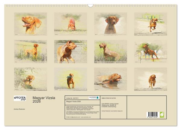 Produktbild: Magyar Vizsla 2026 (Wandkalender 2026 DIN A2 quer), CALVENDO Monatskalender