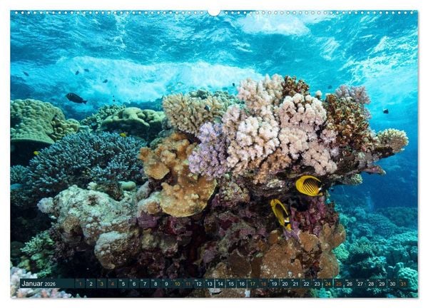 Produktbild: Tauchen, Fische und Meer (Wandkalender 2026 DIN A2 quer), CALVENDO Monatskalender