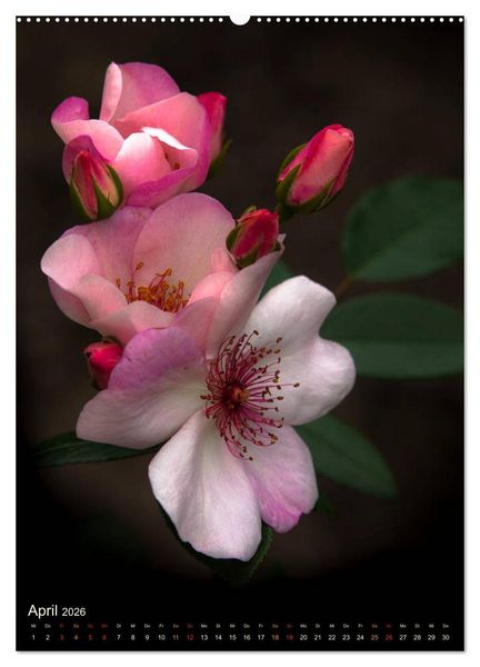Produktbild: Gartenrosen (Wandkalender 2026 DIN A2 hoch), CALVENDO Monatskalender