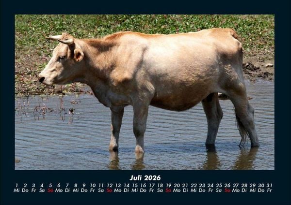 Produktbild: Kuhkalender 2026 Fotokalender DIN A4