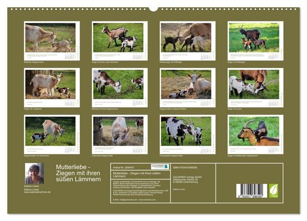 Produktbild: Mutterliebe - Ziegen mit ihren s&uuml;&szlig;en L&auml;mmern (hochwertiger Premium Wandkalender 2026 DIN A2 quer), Kunstdruck in Hochglanz