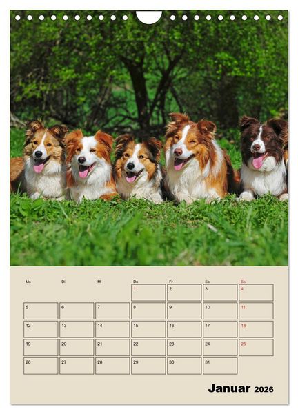 Produktbild: Border Collie - Ein Familienplaner (Wandkalender 2026 DIN A4 hoch), CALVENDO Monatskalender