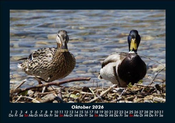 Produktbild: Enten 2026 Fotokalender DIN A5