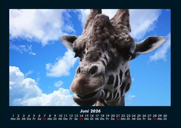 Produktbild: Giraffen 2026 Fotokalender DIN A4