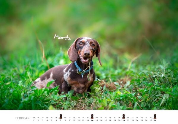 Produktbild: Dackel 2027 Wandkalender Hundekalender