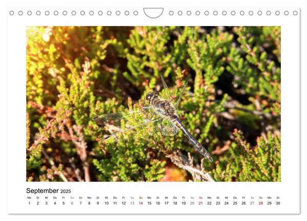 Rotes und Schwarzes Moor (Wandkalender 2025 DIN A4 quer), CALVENDO Monatskalender