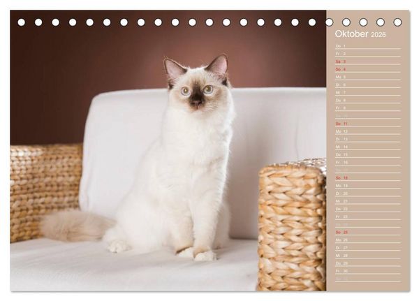 Produktbild: Zauberhafte Ragdolls / Geburtstagskalender (Tischkalender 2026 DIN A5 quer), CALVENDO Monatskalender