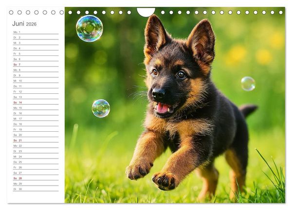 Produktbild: Sch&auml;ferhundliebe - Deine t&auml;gliche Dosis Welpenfreude &ndash; ganz ohne Gassi. (Wandkalender 2026 DIN A4 quer), CALVENDO Monatskalender
