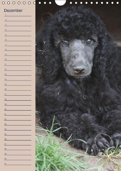 Produktbild: Pudel / Geburtstagskalender (Wandkalender immerw&auml;hrend DIN A4 hoch)