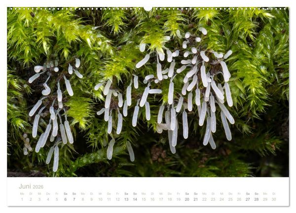 Produktbild: FASZINATION PILZE 2026 (Wandkalender 2026 DIN A2 quer), CALVENDO Monatskalender